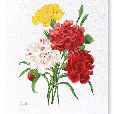 CARNATION (FULL): Art Print