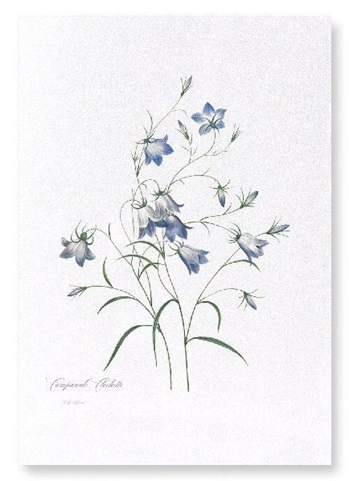 CAMPANULA (FULL): Art Print