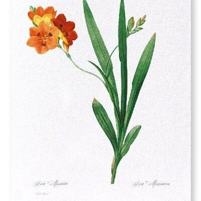 CORN LILY (FULL): Art Print