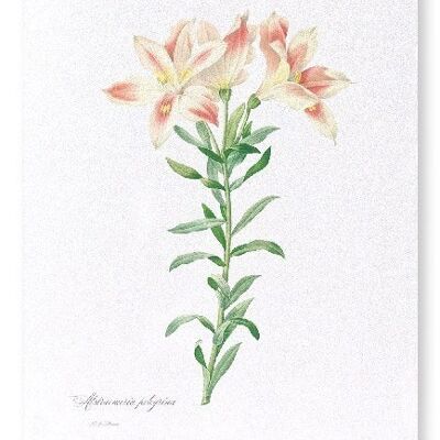 LILY OF THE INCAS (FULL): Art Print