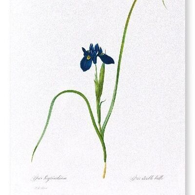 IRIS LISYRINCHIUM (VOLL): Kunstdruck