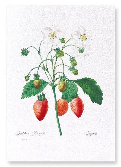 STRAWBERRY (FULL): Art Print