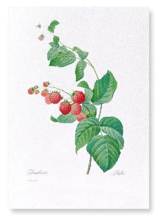 RASPBERRY (FULL): Art Print