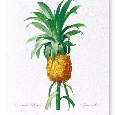 ANANAS (VOLL): Kunstdruck