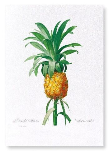 ANANAS (COMPLET): Impression artistique 1