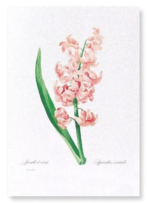 ORIENTAL HYACINTH (FULL): Art Print