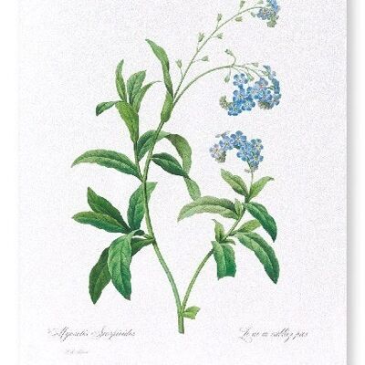 FORGET ME NOT FLOWER (FULL): Art Print