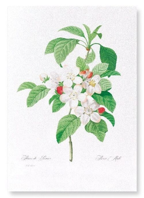 FLORES MALI OF THE APPLE TREE (FULL): Art Print