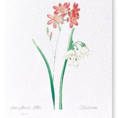 IXIA SCARIOSA (VOLLSTÄNDIG): Kunstdruck