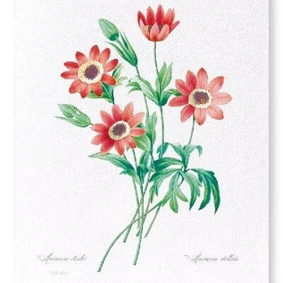 ANEMONE STELLATA (FULL): Art Print