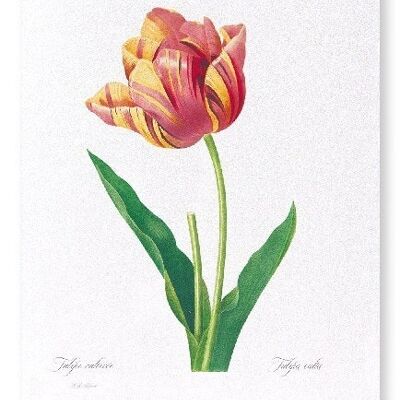 TULIPE (COMPLET): Impression artistique