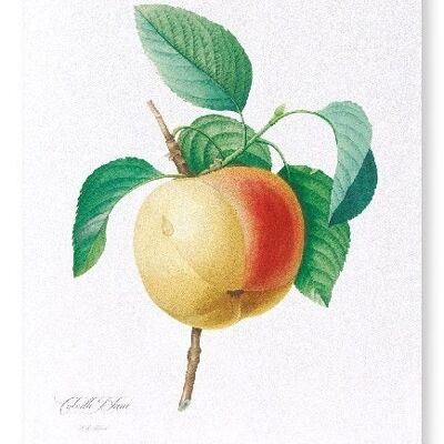 APPLE CALVILLE BLANC  (FULL): Art Print