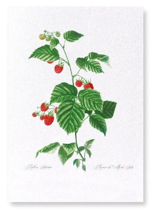 RASPBERRY BRANCH  (FULL): Art Print