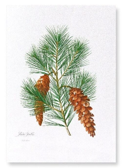 WHITE PINE (FULL): Art Print