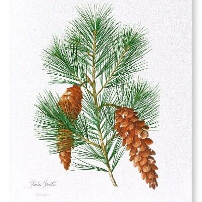 WHITE PINE (FULL): Art Print