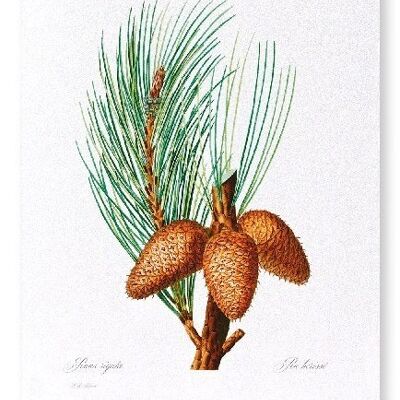 PITCH PINE (FULL): Art Print