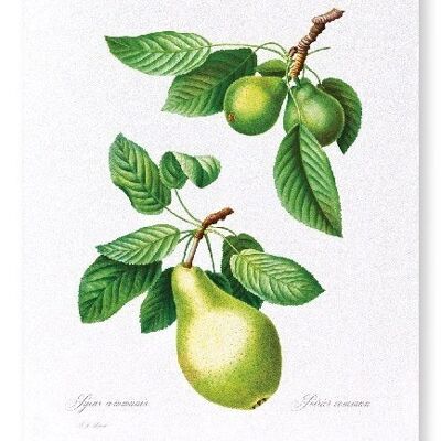 PEAR NO.1 (FULL): Art Print