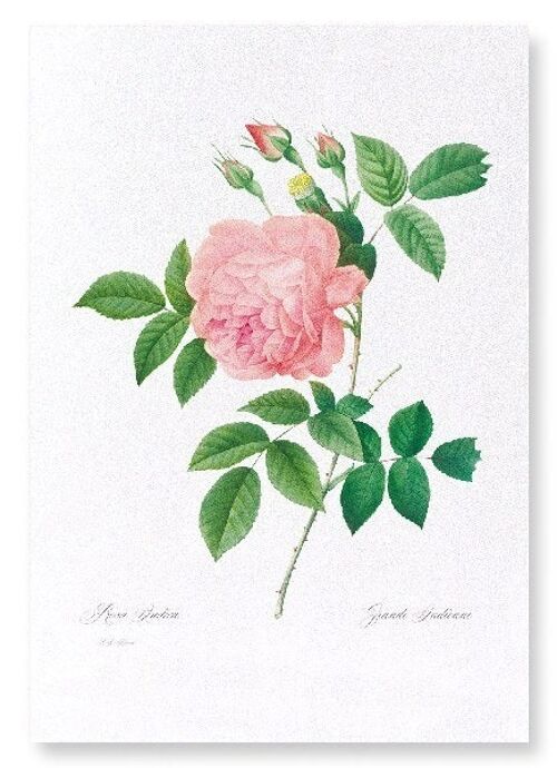 PINK ROSE NO.1 (FULL): Art Print