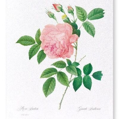 PINK ROSE NO.1 (FULL): Art Print