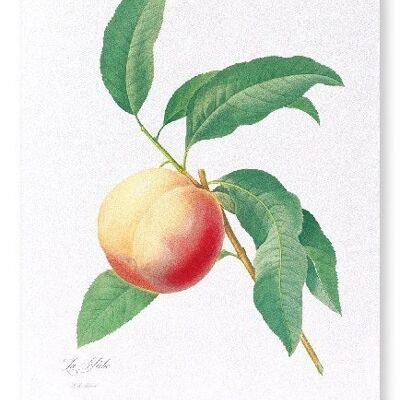 PEACH NO.1 (FULL): Art Print