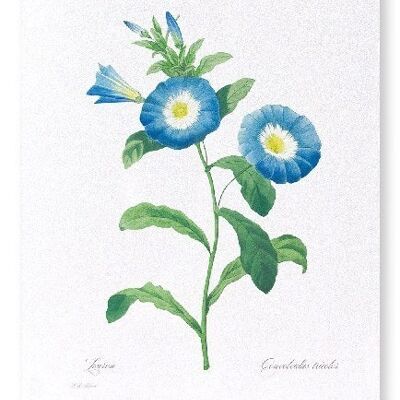 FIELD BINDWEED (FULL): Art Print