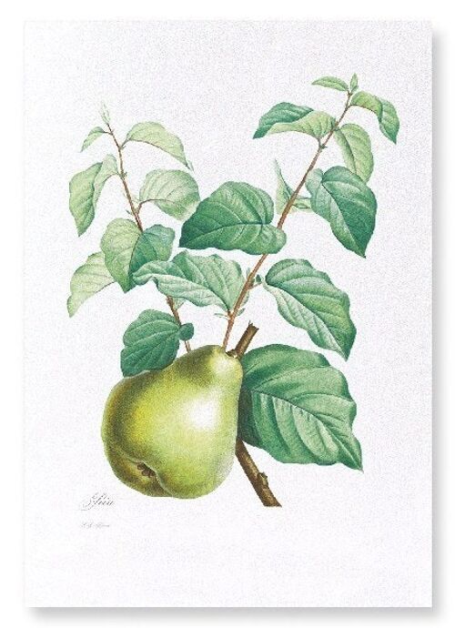 PEAR NO.2 (FULL): Art Print