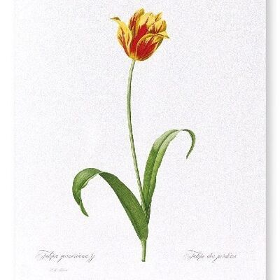 DIDIER'S TULIP (FULL): Art Print