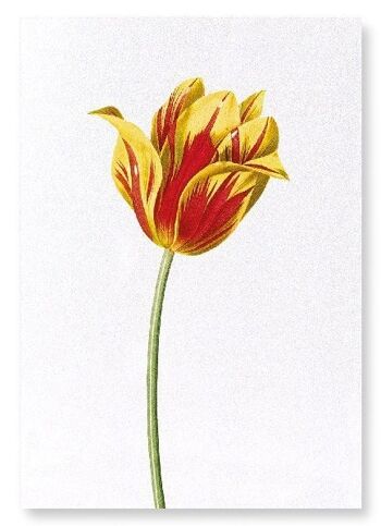 TULIPE DE DIDIER (COMPLET): Impression artistique 2