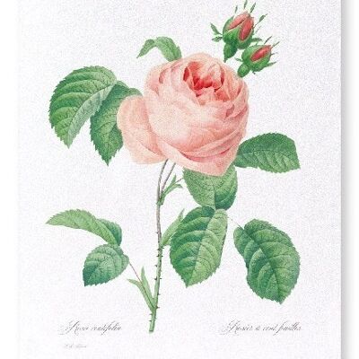 PINK ROSE NO.2 (FULL): Art Print