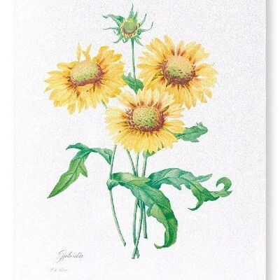 GALLARDIA BLANKET FLOWER (FULL): Art Print