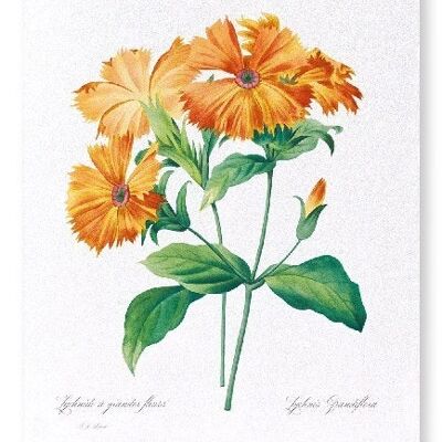 LYCHNIS GRANDIFLORA (VOLL): Kunstdruck