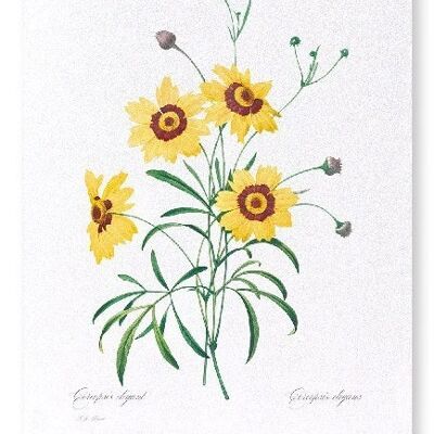 TICKSEED COREOPSIS (VOLLSTÄNDIG): Kunstdruck