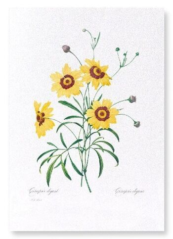 TICKSEED COREOPSIS (COMPLET): Impression artistique 1