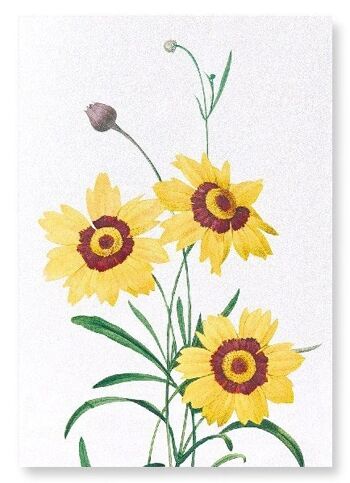 TICKSEED COREOPSIS (COMPLET): Impression artistique 2