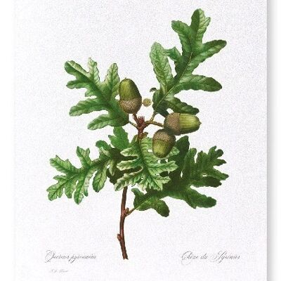 PYRENEAN OAK (FULL): Art Print