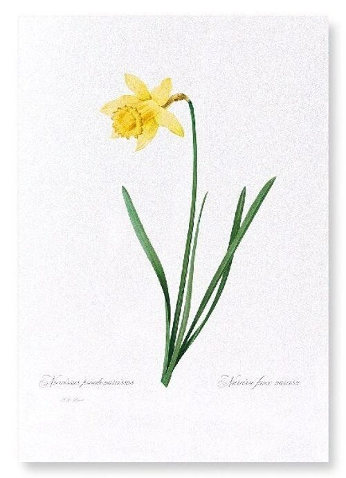 LENT LILY WILD DAFFODIL (FULL): Art Print