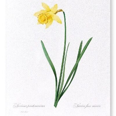 LENT LILY WILD DAFFODIL (FULL): Art Print