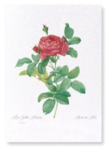 GALLICA ROSE PONTIANA (COMPLET): Impression artistique 1