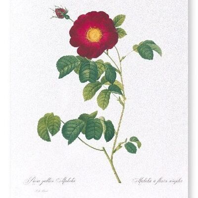 ROSA GALLICA MAHEKA (FULL): Art Print