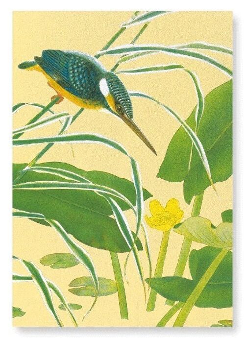 KINGFISHER WITH EAST ASIAN YELLOW WATER-LILY C.1930  2xPrints