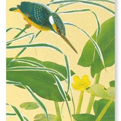 KINGFISHER WITH EAST ASIAN YELLOW WATER-LILY C.1930  2xPrints
