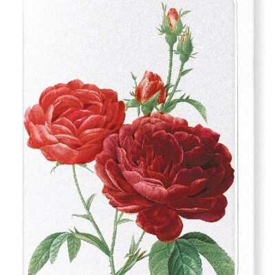 DARK RED GALLICA ROSES (DETAIL): Greeting Card