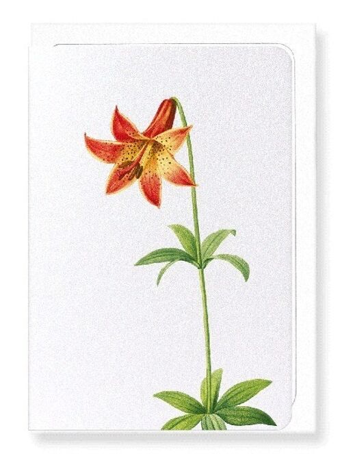 LILY (DETAIL): Greeting Card