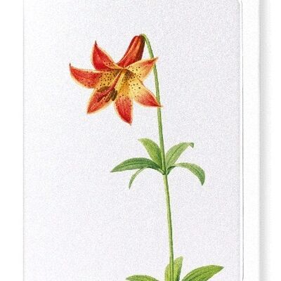 LILY (DETAIL): Greeting Card