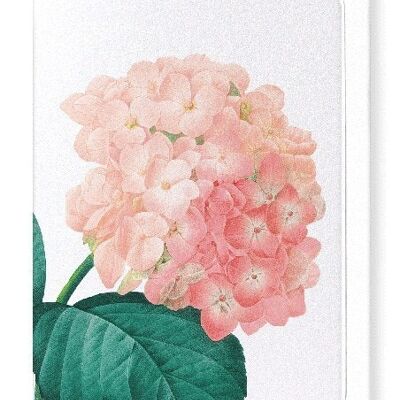 HORTENSIA (DETAIL): Greeting Card