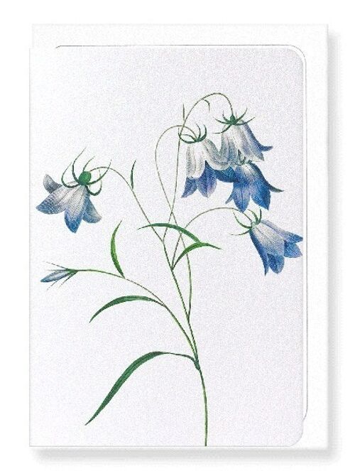 CAMPANULA (DETAIL): Greeting Card