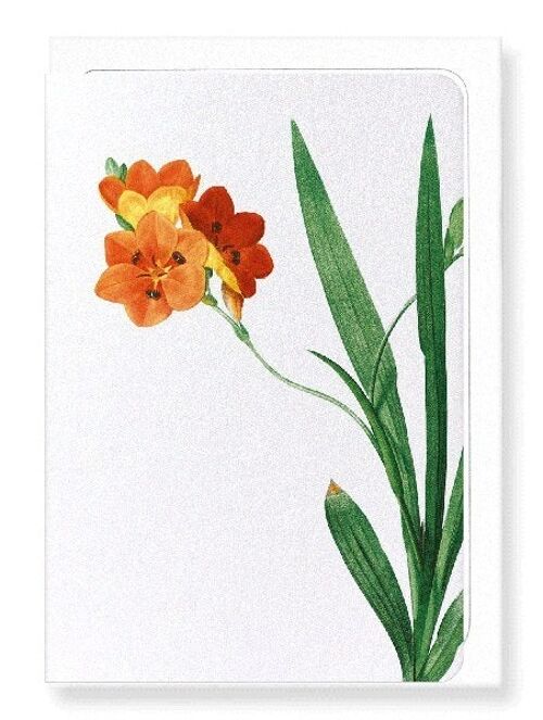 CORN LILY (DETAIL): Greeting Card
