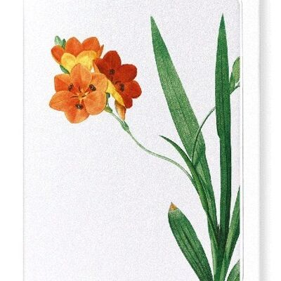 CORN LILY (DETAIL): Greeting Card