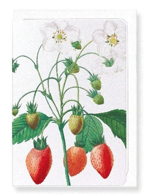 STRAWBERRY (DETAIL): Greeting Card