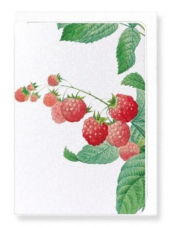 FRAMBOISE (DÉTAIL): Carte de vœux 2